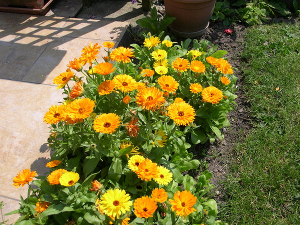 fleurs